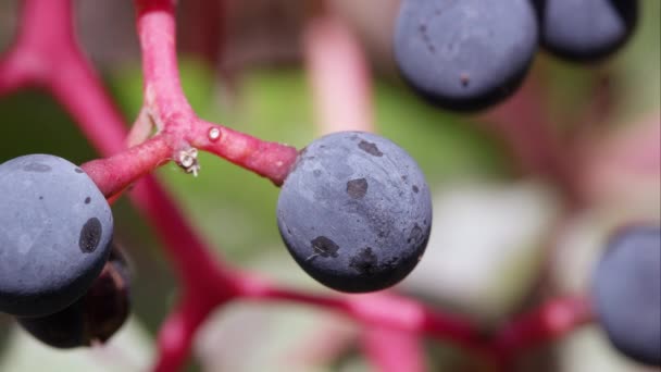 Macro Shot Few Pokeberries — Stock Video