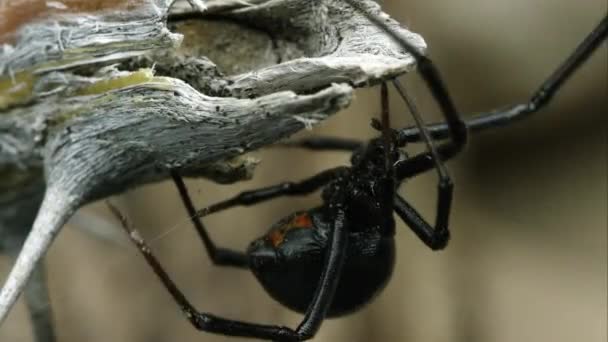 Plan serré d'une veuve noire occidentale tissant une toile .