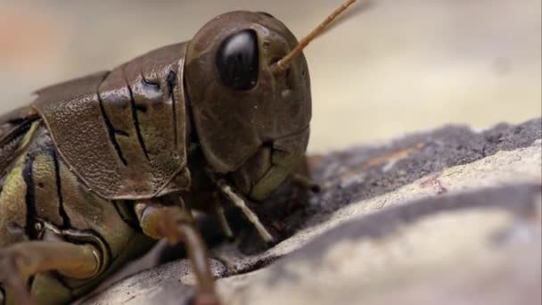 Macro Shot Van Een Sprinkhaan Hoofd Als Het Beweegt — Stockvideo