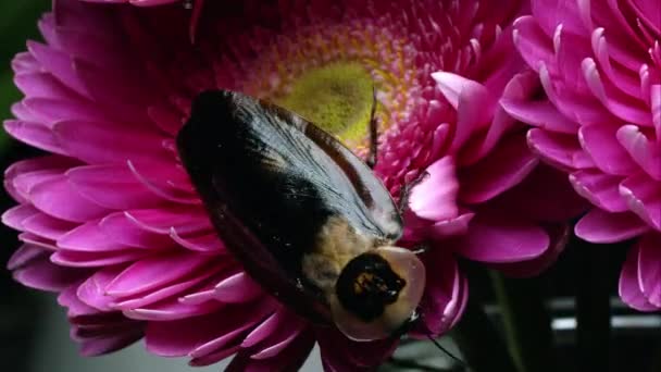 Knapper Schuss Einer Totenkopfschabe Die Auf Rosa Blume Krabbelt — Stockvideo