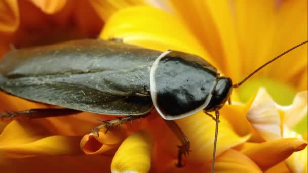 Gros Plan Une Caverne Simandoa Sur Une Fleur Jaune — Video