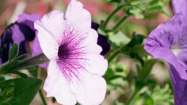 Colpo Panning Stretto Fiori Rosa Viola — Video Stock