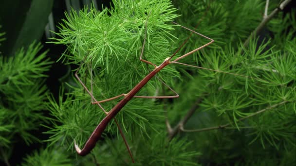 Strak Schot Van Stick Insect Een Boomtak — Stockvideo