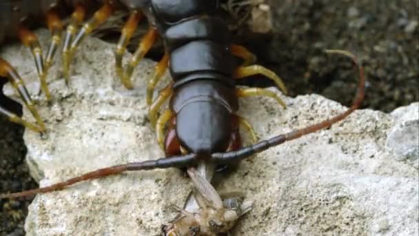 Extrema Nära Skott Peruansk Giant Centipede Äta Bugg — Stockvideo