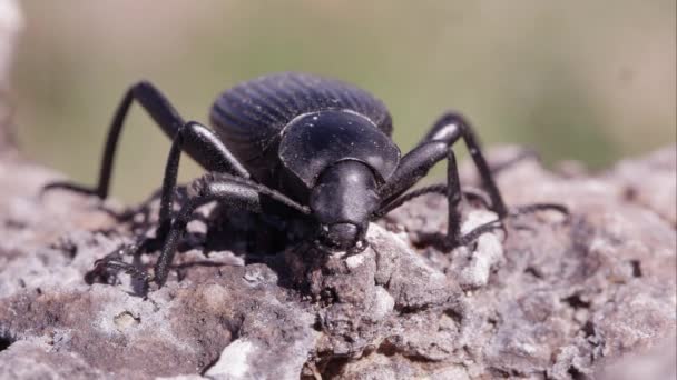 地面上一只黑色地面甲虫的宏观镜头 — 图库视频影像