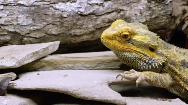 一只黄胡子的龙蜥蜴吃虫子的紧要关头 — 图库视频影像
