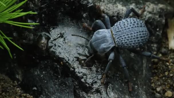 Blue Death Feigning Beetle Rastejando Uma Rocha — Vídeo de Stock