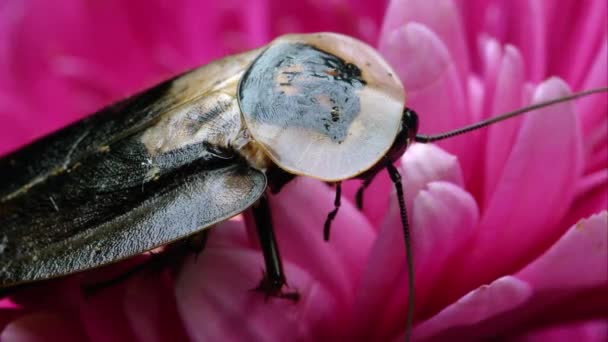 Macro Toma Una Cucaracha Cabeza Muerte Una Flor Rosa — Vídeos de Stock