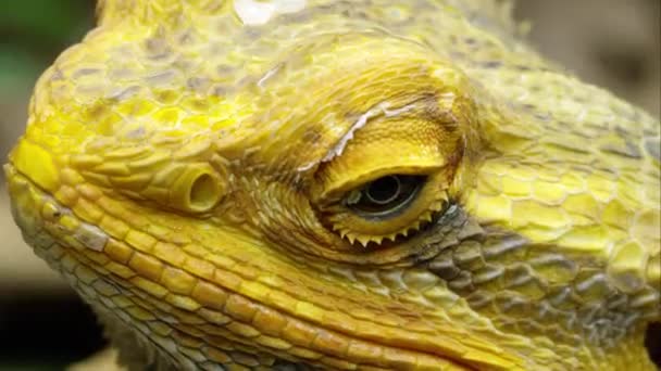 Tiro Muy Apretado Cabeza Lagarto Dragón Barbudo Amarillo — Vídeos de Stock