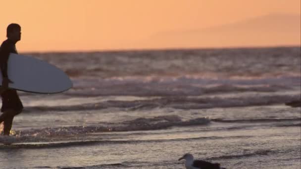 Surfer Läuft Mit Surfbrett Strand Von Kalifornien Entlang — Stockvideo