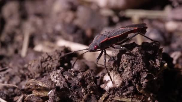 Casella Sambuco Bug Striscia Intorno Sulla Sporcizia — Video Stock