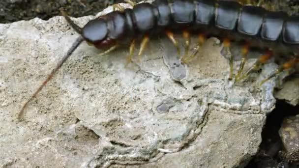 Extreme Close Shot Peruvian Giant Centipede Crawling Rock Another Bug — Stock Video
