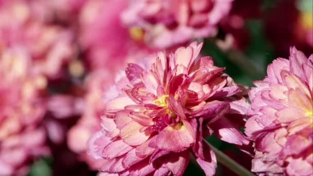 Makroaufnahme Von Rosa Blüten — Stockvideo