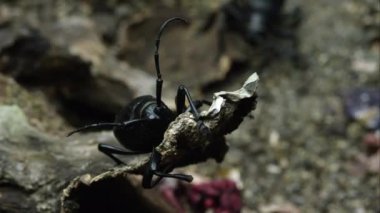 Kaktüs longhorn böcek tarafından başka bir gezinme olarak kabuk parçası üzerinde.