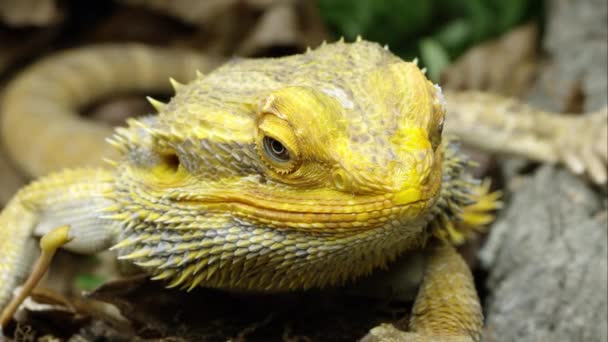 Tight Shot Yellow Bearded Dragon Lizard Looking — Stock Video