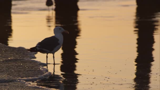 Seagull California Beach Går Genom Sand Och Tidvatten — Stockvideo