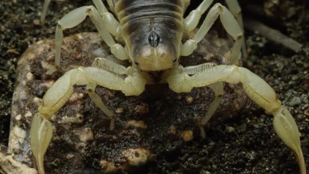 Макро Снимок Волосатого Скорпиона Пустыни Ползающего Вокруг — стоковое видео