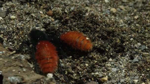 Δύο Θαυμάσια Μυρμήγκια Βελούδο Διοχέτευσης Στο Χώμα — Αρχείο Βίντεο
