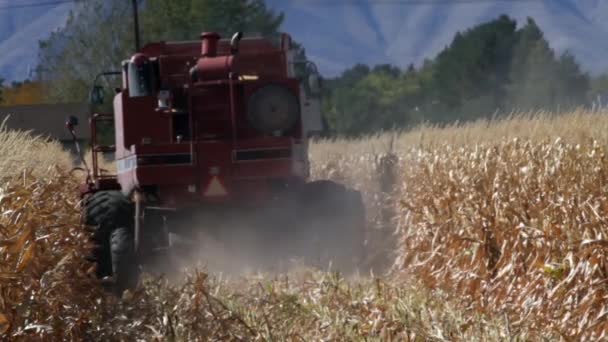 カメラから離れて行くトウモロコシ畑を切断結合 — ストック動画