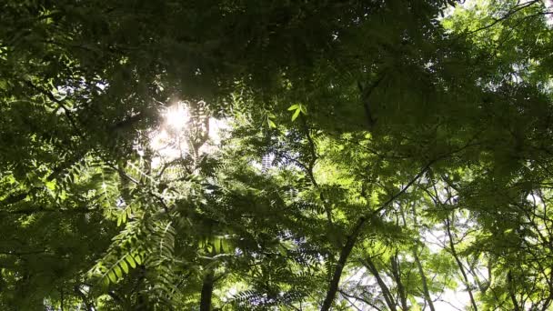 Strzał Słońca Widziany Przez Grube Gałęzie Drzew — Wideo stockowe