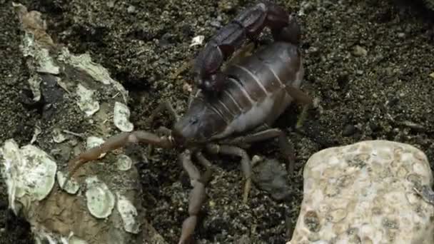 Τράνσβααλ Λίπος Tailed Scorpion Στο Έδαφος — Αρχείο Βίντεο