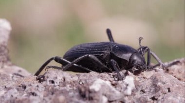 Siyah zemin böceği üzerinde kir makro çekim.