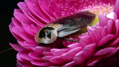 Ölüm'ün baş hamamböceği Pembe çiçek.