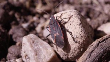 Sürünüp kutusu yaşlı hata.