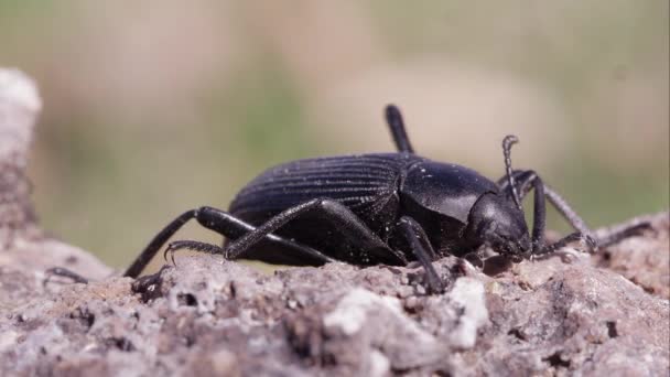 Macro Disparo Escarabajo Negro Tierra — Vídeos de Stock