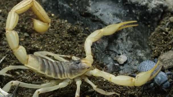 Mocno Strzał Skorpion Owłosione Pustyni Blue Beetle Udając Śmierć — Wideo stockowe