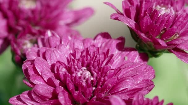 Makroaufnahme Von Violetten Blüten — Stockvideo