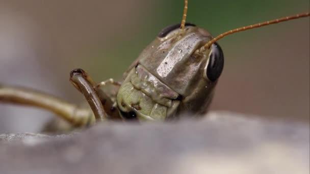 Macro Shot Grasshopper Head — Stock Video