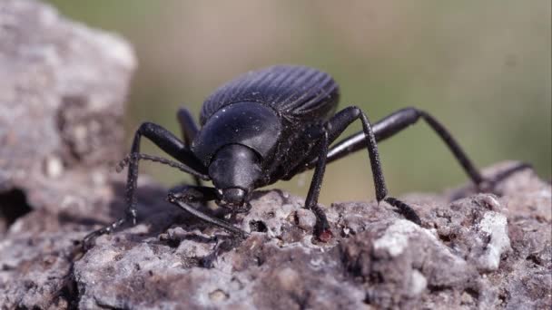 在泥土上拍摄一只黑色地面甲虫的宏观镜头 — 图库视频影像