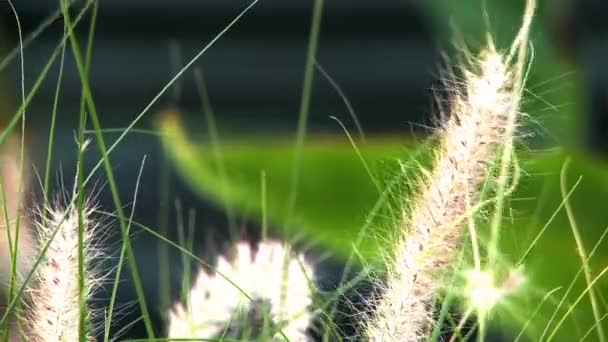 Tight Shot Några Luddiga Gräs Toppar — Stockvideo