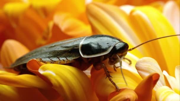 Simandoa의 꽃잎에 바퀴벌레 — 비디오