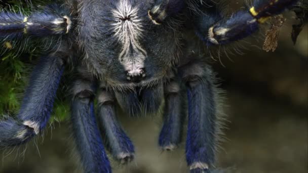 Macro Shot Gooty Sapphire Ornamental Tree Spider Head — Stock Video