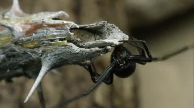 Western Black Widow bazı ahşap ipek bir çizgi üzerinde bırakarak.