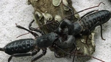 İki dev bazı kabuk üzerinde sürünerek Vinegaroons aşırı sıkı atış.