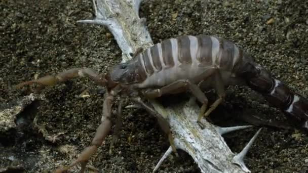 Transvaal Fettschwanzskorpion Kriecht Über Einen Stock — Stockvideo
