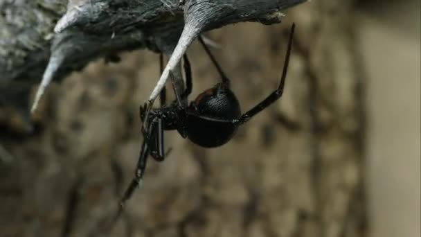 Western Black Widow rampant autour d'un bâton .