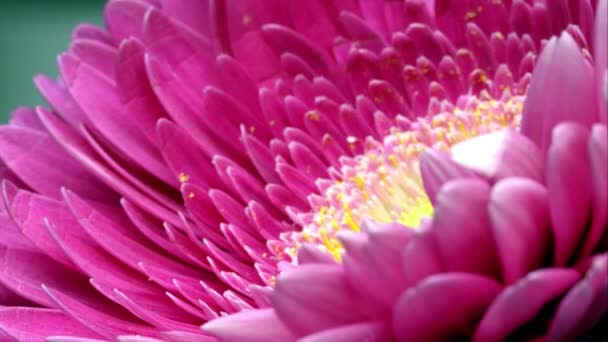 Туга Стійка Фокус Знімок Деяких Яскраво Рожевих Квітів — стокове відео