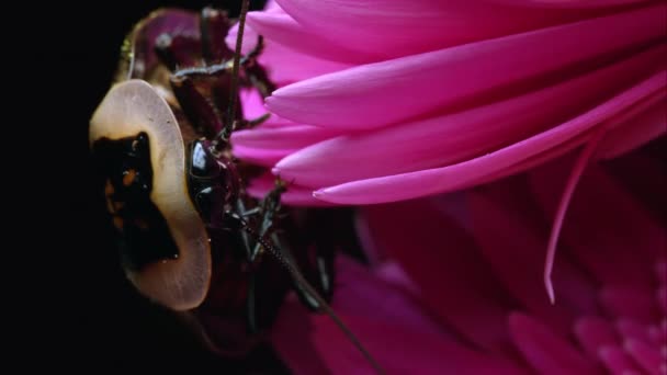 Extrem Enge Aufnahme Einer Todeskopfschabe Die Rand Einer Rosafarbenen Blume — Stockvideo