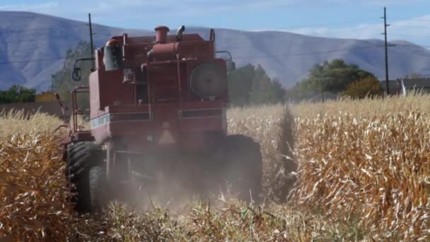 Een Maïs Snijden Combineren Een Veld Gaan Weg Van Camera — Stockvideo