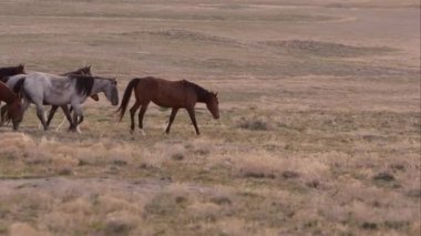 Vahşi atlar çerçeve ile peyzaj üzerinde yürüme sürüsü.