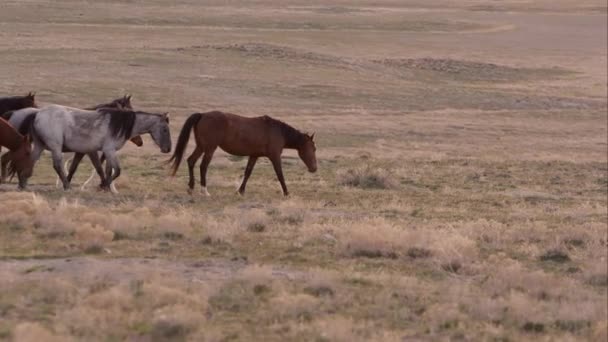 Rebanho Cavalos Selvagens Caminhando Sobre Paisagem Através Quadro — Vídeo de Stock