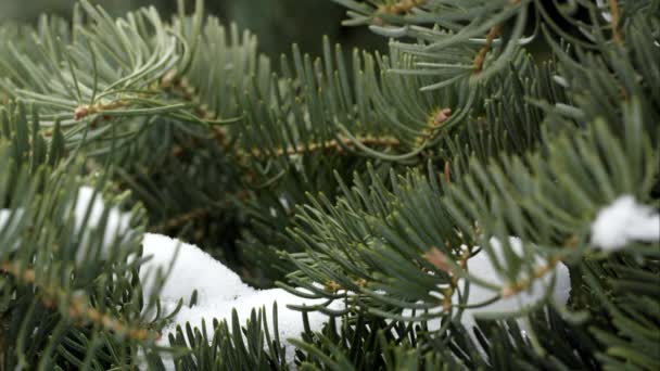 Närbild Tallskog Som Snö Faller Från Ovan — Stockvideo