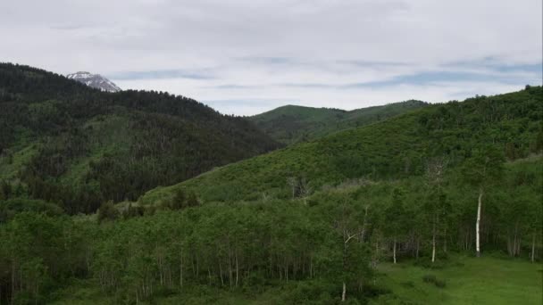 Voando Para Trás Sobre Árvores Para Revelar Prado Verde Nas — Vídeo de Stock