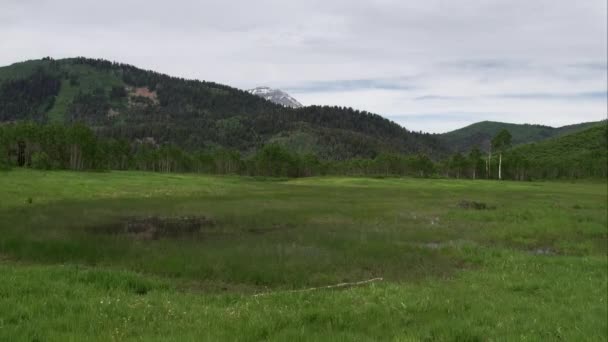 Flyger Förbi Aspen Träd Över Treen Äng Mot Skogen Utah — Stockvideo