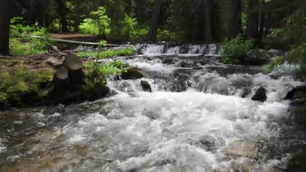 Floden Flyter Gröna Skogen Panorering Uppströms Utah — Stockvideo