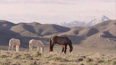 Tepeler ön planda vahşi atları ile bakan görüntülemek ve kar arka planda çok Millî olan dağlar.